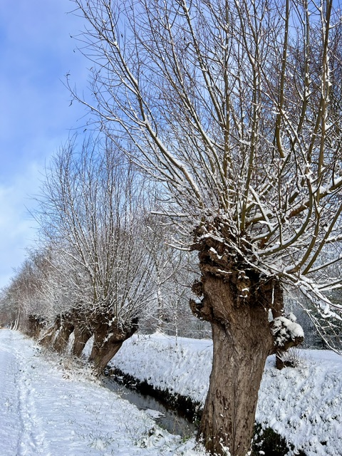 Knotwilgen in de sneeuw
